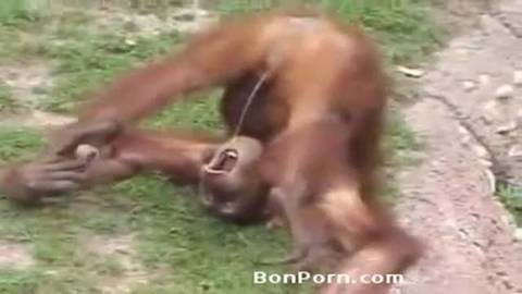 Un singe se pisse dans la bouche