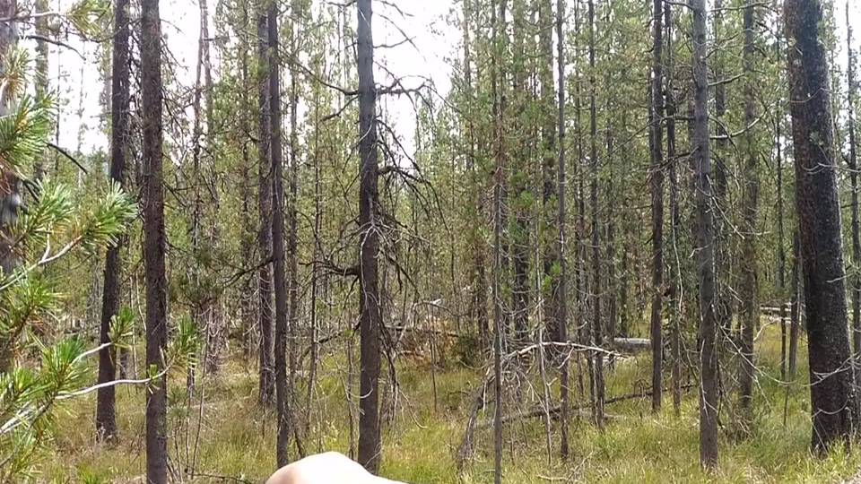 Une grosse fourrée dans le coffre d'une voiture en pleine forêt